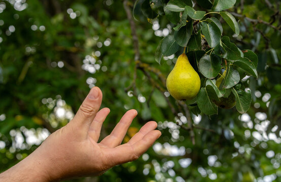 A hand extends toward a plump, green pear hanging from a tree branch in a vibrant garden. The sunlight filters through the leaves, creating a serene atmosphere