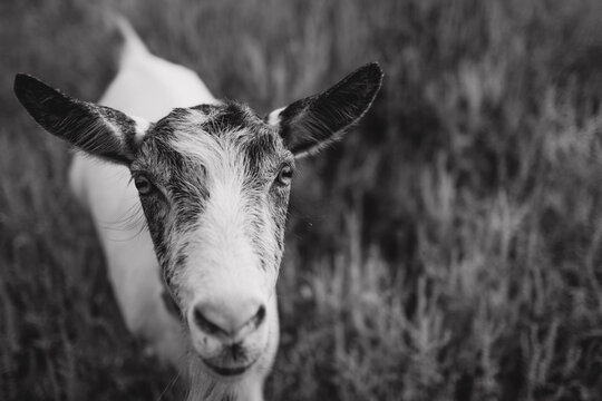 Black and white close up portrait of goat looking at camera in field on farm