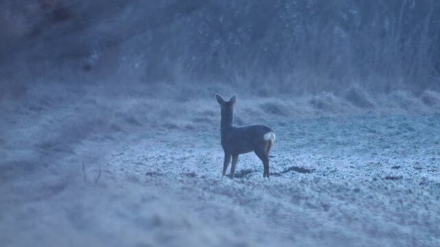 Adult Female Roe Deer Hind Grazing Frozen Frosted Grass Blue Hour Pre-Dawn Twilight Morning Cold Germany Winter, 4K Wildlife Footage One Animal Solo Portrait Nature