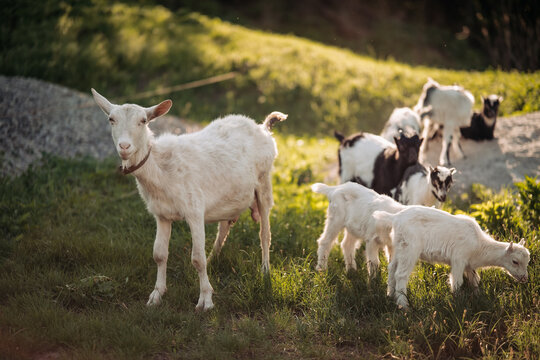 Herd of white goats and small kids grazing on green grass pasture in farm at sunset