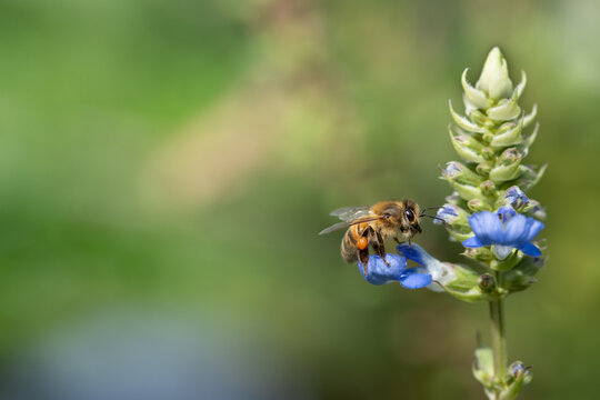 Close-up of a honeybee searching for pollen on the flower of marsh sage (Salvia uliginosa). There is plenty of space for text.