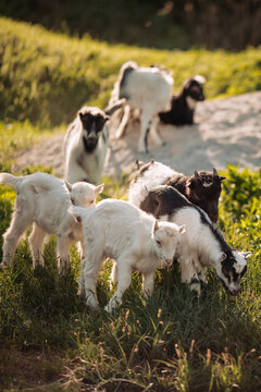 Group of cute little baby goats grazing on green grass at sunny countryside farm at sunset