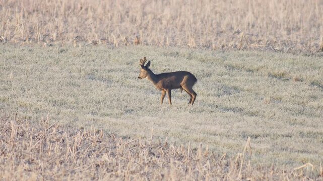 Adult Male Roe Deer Buck Bock Stag Basking Warming Sun Rays Sunrise Frosty Morning Germany Winter, 4K Wildlife Footage One Animal Solo Portrait Antler Territory Golden