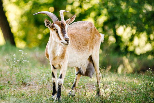 Brown dairy goat with horns standing on green grass pasture in summer forest edge at farm