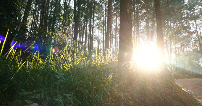 Illuminated light beam pine tree woodland sunrise natural phenomenon. Sunbeam shining through tree sunny ray lens flare beautiful sunlight amazing landscape beauty in nature morning tranquility