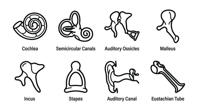 Human Ear Anatomy Diagrams: A collection of line-art illustrations depicting the various components of the human ear, including the cochlea, semicircular canals, auditory ossicles, malleus, incus.