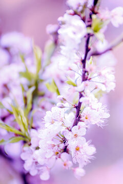 Purple Pastel flower floral soft nature blossom blurred backgrou