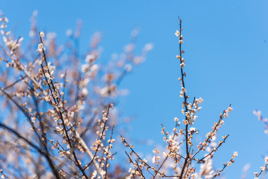 White plum flower blue sky. Chrysanthemum White flower sunrise. flower in public park. Chrysanthemum floral soft nature blossom blurred background. Cream petals blossom design element with copy space