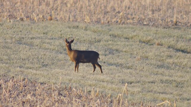 Adult Female Roe Deer Hind Grazing Feeding Frosty Winter Sunrise Meadow Germany Warm Sun, 4K Wildlife Footage One Animal Cold Nature Solo Portrait Solitary