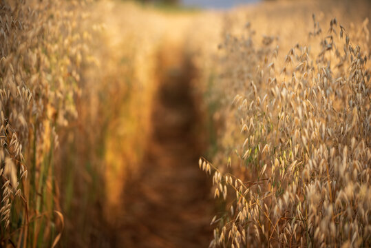 Ripe barleys on evening sunset. Dry barley golden field pasture farmland. Barley wheat agriculture field ingredient for bread grain cultivated in produce agricultural. cultivated natural farmland