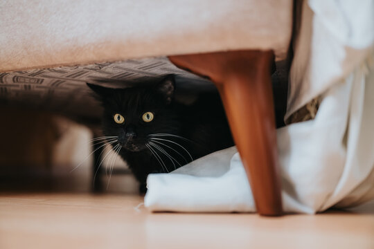 A black domestic cat crouches under a couch, peering out with wide yellow eyes. The cat hides in a living room corner at home, showing alert curiosity.