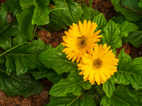Yellow meadow Pastel flower floral soft nature blossom blurred background. Yellow flower petals meadow nature garden. Flower blossom botanical garden blooming amazing landscape spring flora garden