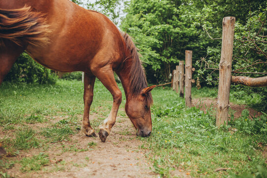 Brown Polesian horse (rare, hardy breed) grazing on green grass in rural farm. Rural life, animal husbandry, preservation of unique horse breeds in natural environment.