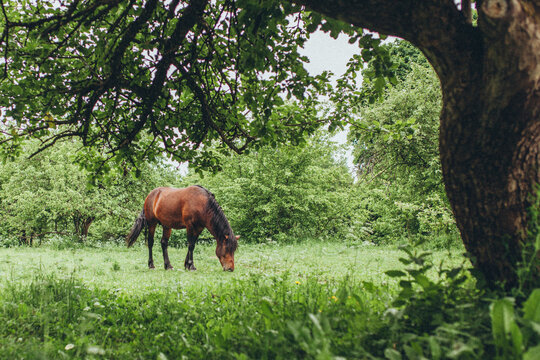 Brown horse grazing in lush green meadow framed by trees. Idyllic pastoral scene, harmony between animals and countryside. Wild Polesian forest horse.
