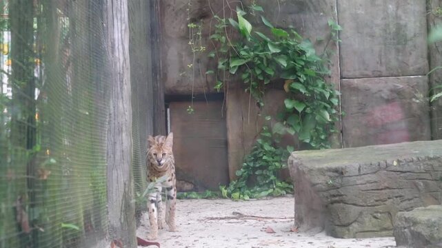 Serval cat standing in a zoo enclosure with sand floor and stone wall wild cat wild animal feline predator spotted cat
