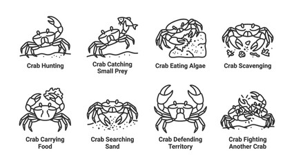 Obraz premium Crab Actions Illustration: A collection of line art illustrations depicting various actions of crabs, including hunting, catching prey, eating algae, scavenging, carrying food, searching sand.