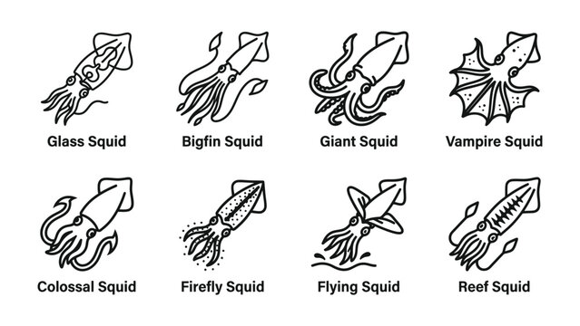 Eight Types of Squid Icons: A collection of eight distinct line art illustrations showcasing different types of squid, including Glass Squid, Bigfin Squid, Giant Squid, Vampire Squid, Colossal Squid.