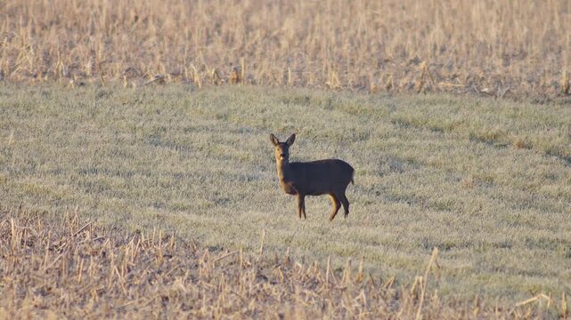 Adult Female Roe Deer Hind Grazing Feeding Frosty Winter Sunrise Meadow Germany Warm Sun, 4K Wildlife Footage One Animal Cold Nature Solo Portrait Solitary