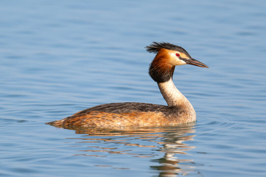great crested grebe
