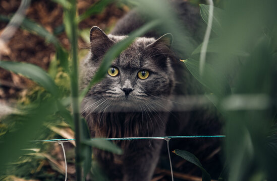 Fluffy grey cat hiding behind green leaves looking at camera in garden outdoor