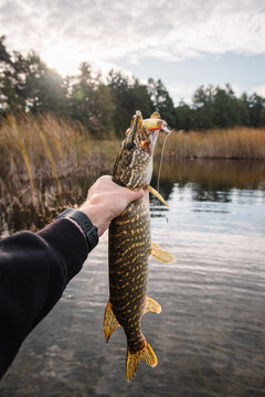 Angler holding a freshly caught predator pike with a lure wobbler in its mouth, celebrating a successful fishing catch on Fisherman's Day from a boat, pier, or shore.