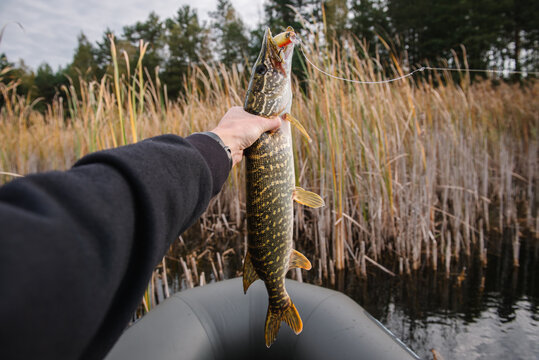 Angler holding a caught pike with a lure in its mouth while sitting in an inflatable boat near reeds, celebrating a successful fishing catch on Fisherman's Day.