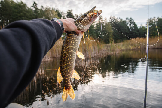 Angler holding a freshly hooked predator pike with a lure in its mouth next to a fishing rod over a serene lake, celebrating a successful catch on Fisherman's Day from a boat.