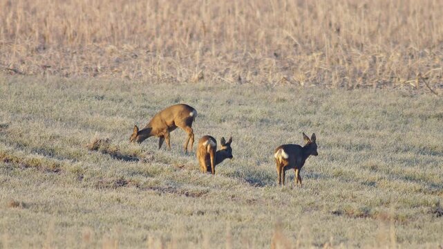 Roe Deer Group Adults Male Female Grazing Feeding Frosty Winter Sunrise Meadow Germany Warm Sun, 4K Wildlife Footage Many Animals Cold Nature Herd Foraging