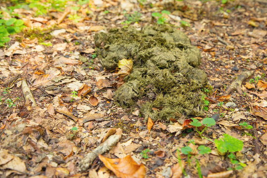 Horse dung in the forest.