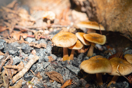 Mushroom in forest in the autumn time.
