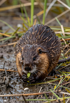 Invasive species and wetland ecology, muskrat eating vegetation in muddy marshland habitat, wildlife conservation and environmental biology research