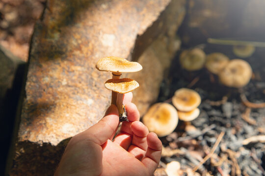 Male hand showing mushroom in the forest.