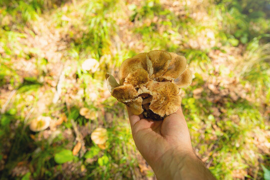 Male hand showing mushroom in the forest.