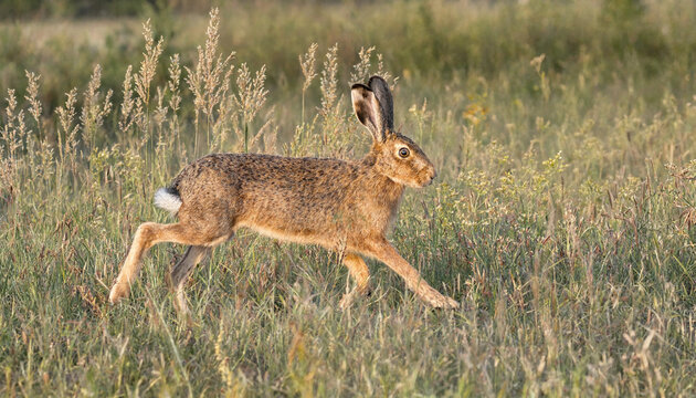 European brown hare running through a tall green grass meadow at sunset with wild hare wild animal lepus europaeus wildlife nature field animal fast animal brown fur animal movement