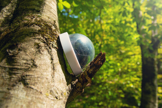 Security camera on tree in the forest.