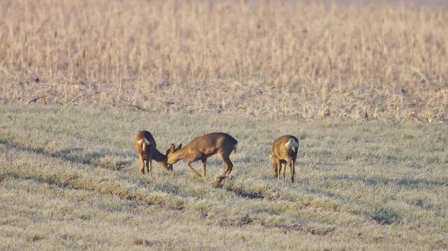 Roe Deer Group Adults Male Female Grazing Feeding Frosty Winter Sunrise Meadow Germany Warm Sun, 4K Wildlife Footage Many Animals Cold Nature Herd Foraging