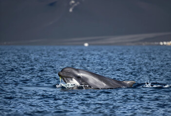 Obraz premium Marine conservation and wildlife protection, bottlenose dolphin swimming in deep blue ocean water with natural light and splashing waves in the sea