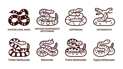 Obraz premium Snake Identification Guide: An informative visual guide showcasing eight distinct species of venomous snakes with their names labeled for identification, presented in a clear, stylized illustration.