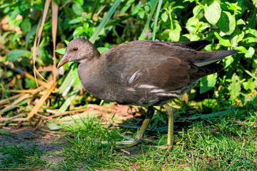 Fototapeta premium Junges Teichhuhn (Gallinula chloropus) sucht im Gras am Ufer nach Nahrung