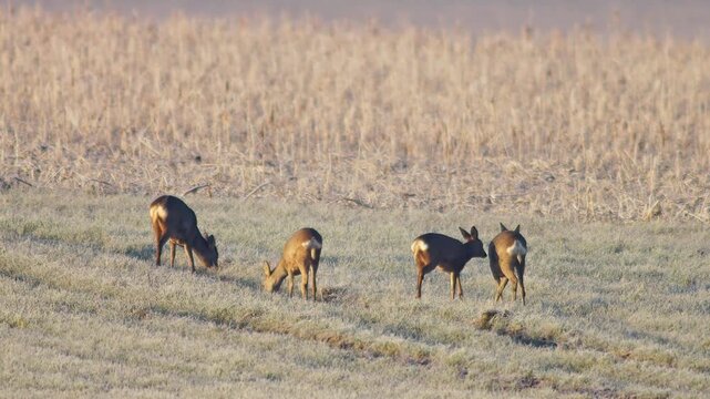 Roe Deer Group Adults Male Female Grazing Feeding Frosty Winter Sunrise Meadow Germany Warm Sun, 4K Wildlife Footage Many Animals Cold Nature Herd Foraging