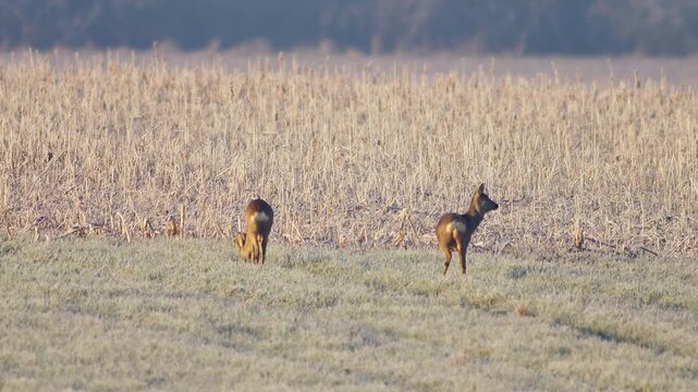 Roe Deer Group Adults Male Female Grazing Feeding Frosty Winter Sunrise Meadow Germany Warm Sun, 4K Wildlife Footage Many Animals Cold Nature Herd Foraging