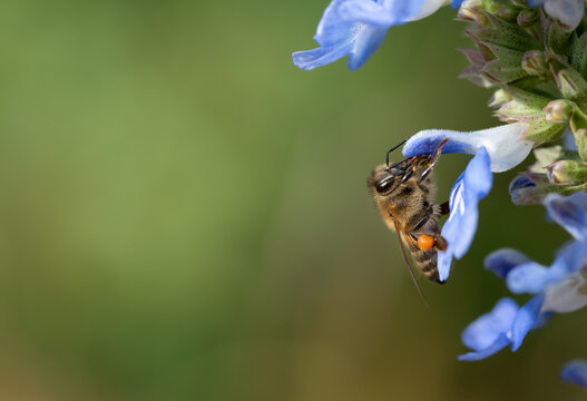Close-up of a honeybee searching for pollen on the flower of marsh sage (Salvia uliginosa). There is plenty of space for text.