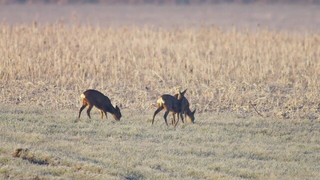 Roe Deer Group Adults Male Female Grazing Feeding Frosty Winter Sunrise Meadow Germany Warm Sun, 4K Wildlife Footage Many Animals Cold Nature Herd Foraging