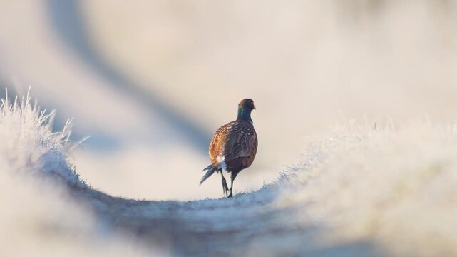 Adult Male Common Pheasant Cock Ring-necked Feeding Grazing Frosty Sunrise Sun Rays Winter Germany Meadow, 4K Wildlife Footage One Animal Colorful Plumage Bird Nature