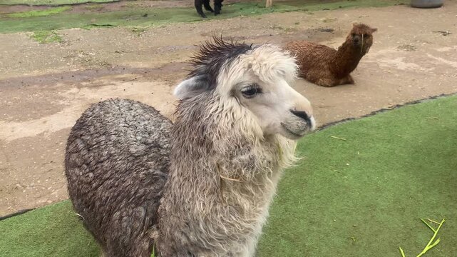 Different types of llamas on a farm, Cusco, Cusco, Peru
