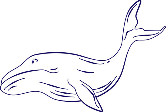 Whale Sketch