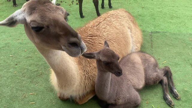 Different types of llamas on a farm, Cusco, Cusco, Peru