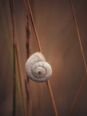 Close-up of a snail shell among dry grass, with soft natural light, warm tones and a blurred background. © evghenia
