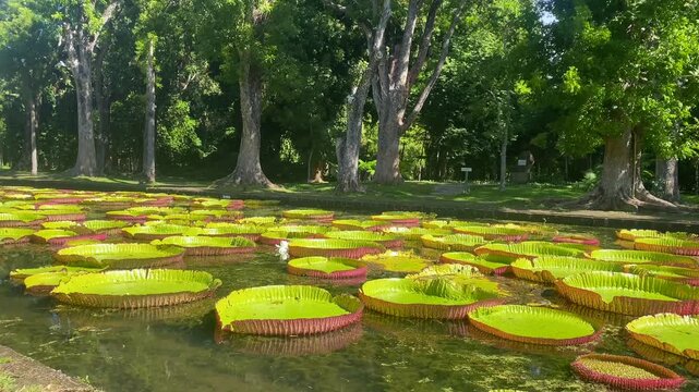 Victoria amazonica in Sir Seewoosagur Ramgoolam Botanic Garden, Port Louis, Port Louis District, Mauritius