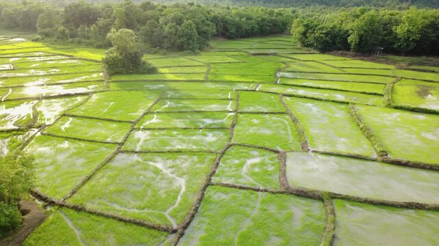 Aerial drone footage showing a patchwork of rice paddy fields divided by narrow dirt paths, with water reflecting the golden sky. Lush green trees surround the countryside farmland, Beautiful nature